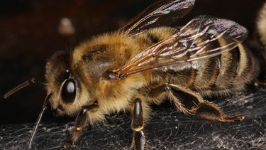 Die Honigbiene Apis mellifera carnica ist ein Nutztier aber auch vom Bienensterben betroffen. | Bild: picture-alliance/dpa/ Klaus Nowottnik
