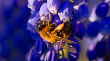 Eine Biene hängt an einer Blüte | Bild: colourbox.com