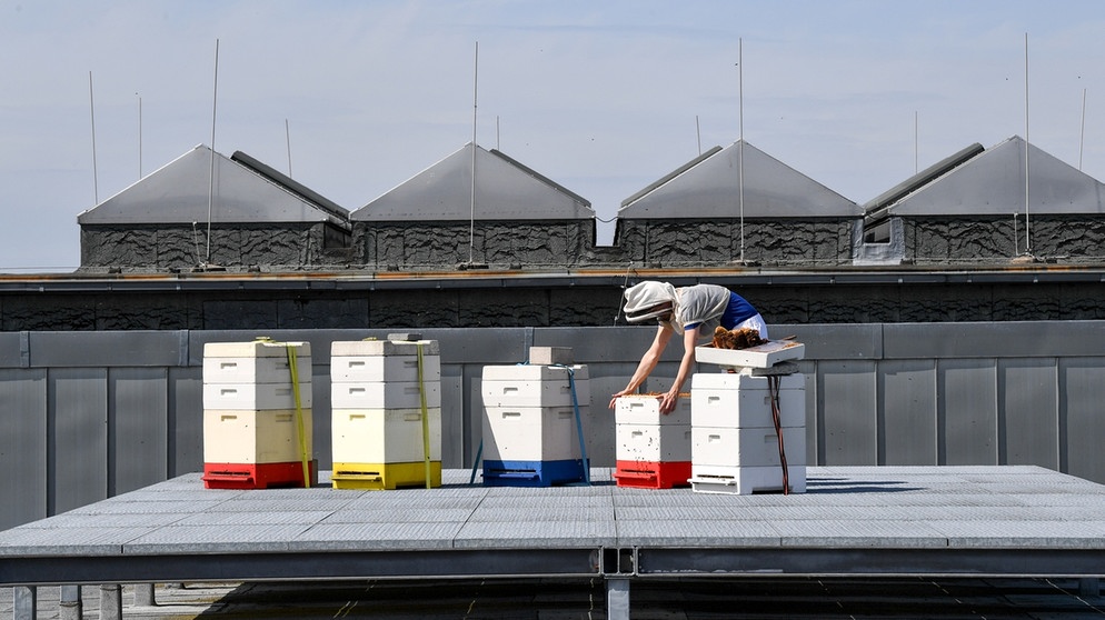 Hobbyimkerin Erika Mayr kontrolliert ihre Bienenvölker auf einem Dach auf dem Messegelände in Berlin. | Bild: picture alliance / Jens Kalaene/dpa-Zentralbild/ZB | Jens Kalaene