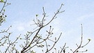 Ein von Maikäfern fast kahl gefressener Eichenbaum. Wie lange leben Maikäfer? Wie werden aus den Larven, sogenannten Engerlingen, Käfer? Was fressen sie und sind Maikäfer Schädlinge? Hier erfahrt ihr mehr. | Bild: picture-alliance/dpa