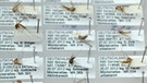Mücken-Präparate für das Archiv | Bild: ZALF / Monique Luckas