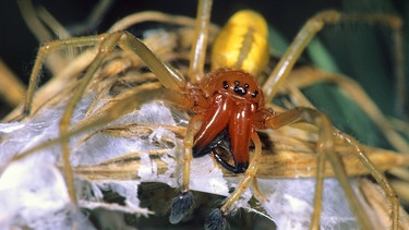 Ammen-Dornfingerspinne (Cheiracanthium punctorium) - die einzige giftige Spinne in Deutschland | Bild: picture alliance/blickwinkel