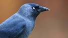 Eine blaue Dohle, die gehört auch zu den Rabenvögeln. | Bild: picture-alliance/dpa