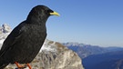 Alpendohle in den Dolomiten, sie gehört zu den Rabenvögeln. | Bild: picture-alliance/dpa