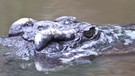 Krokodil schwimmt im Wasser | Bild: colourbox.com