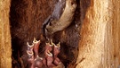 Kleiber beim Füttern der Jungvögel in einer Baumhöhle | Bild: picture-alliance/dpa
