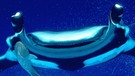 Riesenmanta von vorne im Meer. Die Fische, die auch Teufelsrochen heißen, sind mit sieben Metern Spannweite die größten Rochen der Erde. Sie wiegen bis zu 2 Tonnen und fressen Plankton. | Bild: picture-alliance/dpa