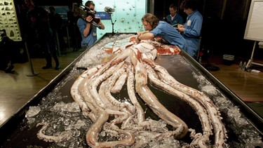 Der Riesenkalmar: Riesentintenfisch aus der Tiefsee | Bild: picture-alliance/dpa