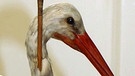 Pfeilstorch. Dieser Storch mit einem afrikanischen Pfeil im Hals wurde 1822 in Mecklenburg erlegt und war einer der ersten handfesten Beweise für den Vogelzug nach Afrika. | Bild: picture-alliance/dpa