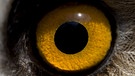 Schau' mir in die Augen, Kleines. Aber welchem Tier gehört dieses große, gelbe Auge? | Bild: picture-alliance/dpa