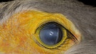 Wer hat blaugraue Augen mit einer gelben Umrandung? | Bild: picture-alliance/dpa