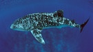 Walhai - der größte Fisch im Meer | Bild: picture-alliance/dpa/WILDLIFE