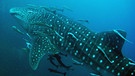 Walhai - der größte Fisch im Meer | Bild: picture-alliance/dpa/HJS Sportfotos