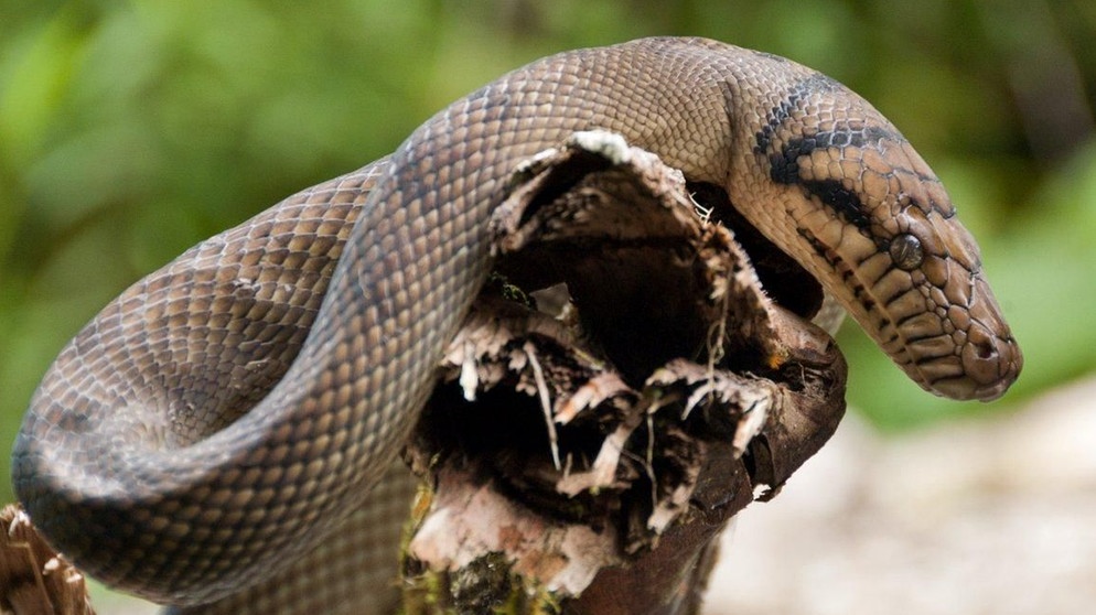 Die Neuguinea-Amethyst-Python ist in Indonesien, Papua-Neuguinea und dem australischen Bundesstaat Queensland zu finden.  | Bild: BR / Eberhard Meyer
