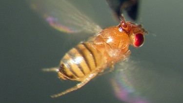 Eine Fruchtfliege Drosophila melanogaster | Bild: picture-alliance/dpa