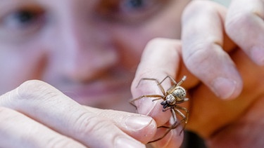 Viele Insektenforscher haben wohl Angst vor Spinnen - acht Beine sind einfach zwei zu viel. | Bild: picture alliance / dpa Themendienst / Markus Scholz