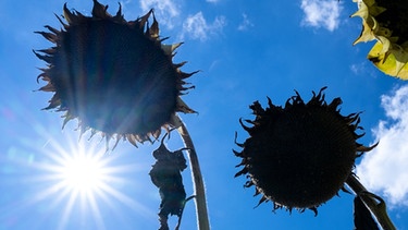 Vertrocknete Sonnenblumen stehen in der Sonne auf einem Feld. In Deutschland ist der Klimawandel längst messbar angekommen. | Bild: dpa-Bildfunk/Sven Hoppe