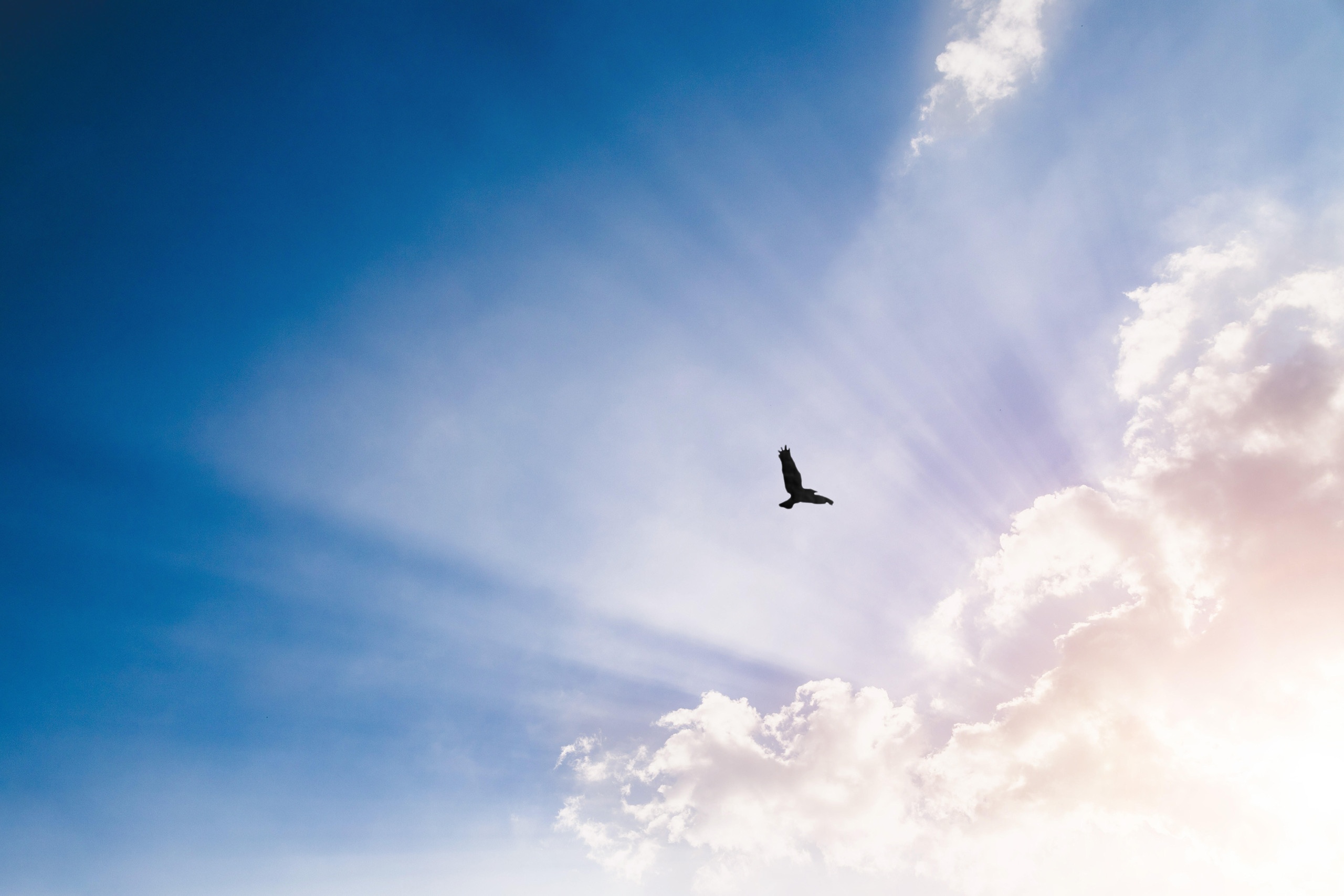 Sonne strahlt hinter Wolken. Ein Vogel fliegt am Himmel. | Bild: picture alliance / Zoonar | Patrick Daxenbichler