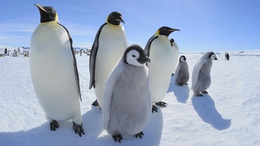 Kaiserpinguine in der Antarktis. So ungeschickt Pinguine an Land wirken, so virtuos bewegen sie sich im Wasser. | Bild: picture-alliance/dpa