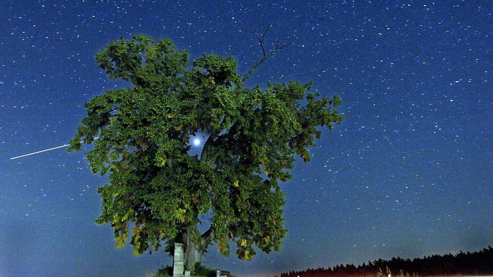 Sternenhimmel hinter einem grünen Baum | Bild: picture-alliance/dpa