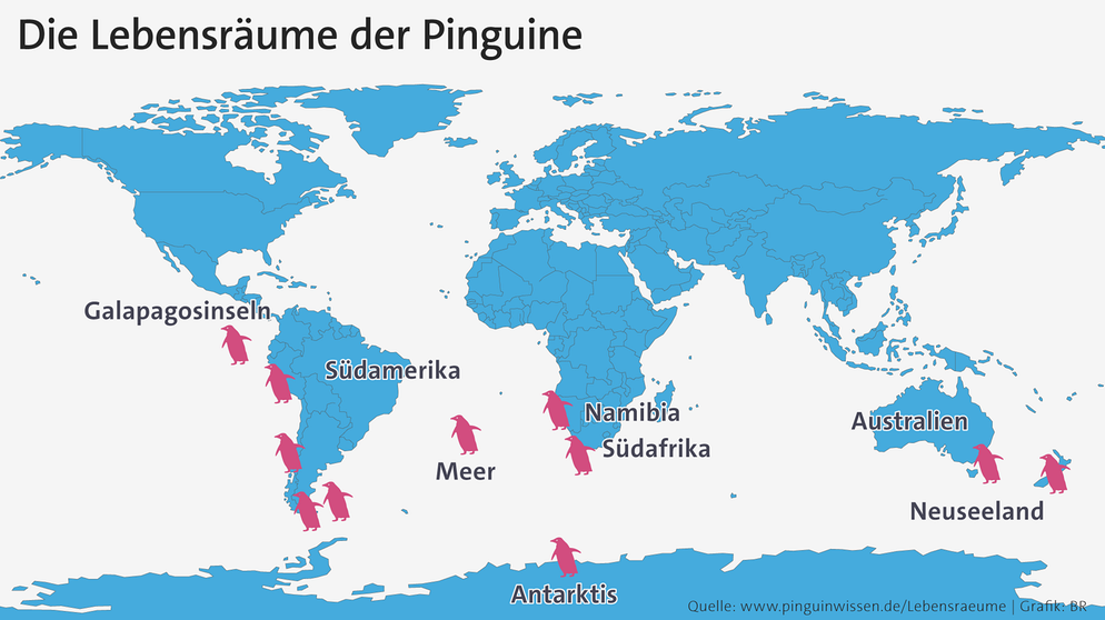 Karte der Lebensräume der Pinguine auf der südlichen Halbkugel. Es gibt rund 17 oder 18 Pinguin-Arten auf der Südhalbkugel: Sie sind virtuose Schwimmer, treue Partner, häufig homosexuell und teils vom Aussterben bedroht.  | Bild: Grafik BR