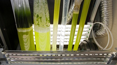 Algen als Kraftstoff könnte es bald geben. Im Bild: Algen im Labor. | Bild: picture alliance / imageBROKER/Jim West