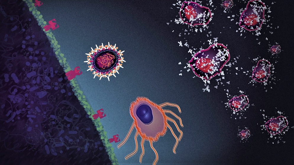 Grafikbild, das erklärt, wie das Immunsystem auf das Corona-Virus reagiert. B-Zellen produzieren maßgeschneiderten Antikörpern, die sich direkt auf das Spike-Protein setzen und das Virus gelangt nicht mehr in das Zellinnere.
| Bild: BR/Gut zu wissen