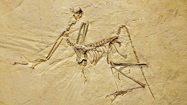 Fossil eines Archaeopteryx, Paläontologisches Museum, München | Bild: picture-alliance/dpa/imageBROKER/Manfred Bail