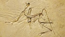 Fossil eines Archaeopteryx, Paläontologisches Museum, München | Bild: picture-alliance/dpa/imageBROKER/Manfred Bail
