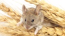Eine Maus steckt ihren Kopf zwischen Weizenkörnern hervor. Vor 500.000 Jahren begann die Geschichte der Hausmaus. | Bild: colourbox.com