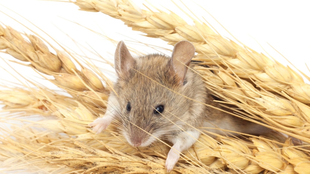 Eine Maus steckt ihren Kopf zwischen Weizenkörnern hervor. Vor 500.000 Jahren begann die Geschichte der Hausmaus. | Bild: colourbox.com