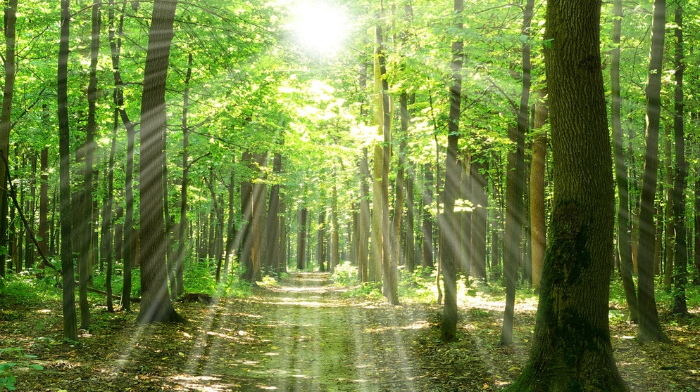 Sonnenstrahlen fallen durch Baumstämme auf einen Waldweg. Einer Studie zufolge könnten sich junge Bäume an die Veränderungen durch den Klimawandel anpassen. | Bild: colourbox.com