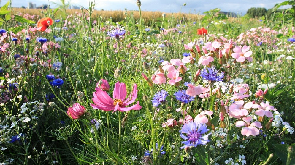 Kornblumen, Cosmea und andere Weltblumen auf einem Acker bei Zuidland. | Bild: colourbox.com
