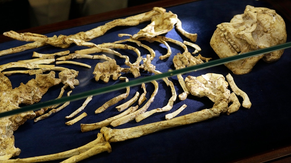 Australopithecus - Symbolbild | Bild: picture alliance/AP Photo | Themba Hadebe