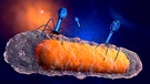 3-D-Illustration einer Gruppe von Bakteriophagen-Viren | Bild: IMAGOWestend61/SWR