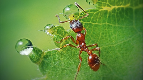 Rote Ameise auf grünem Blatt. Ameisen gibt es viele, bis zu 20 Billiarden schätzen Wissenschaftler - und trotzdem sind sie bedroht.  | Bild: wochit/getty images_dynamic