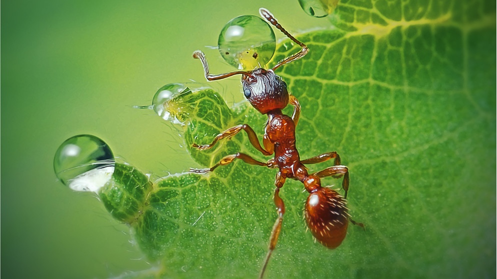 Rote Ameise auf grünem Blatt. Ameisen gibt es viele, bis zu 20 Billiarden schätzen Wissenschaftler - und trotzdem sind sie bedroht.  | Bild: wochit/getty images_dynamic