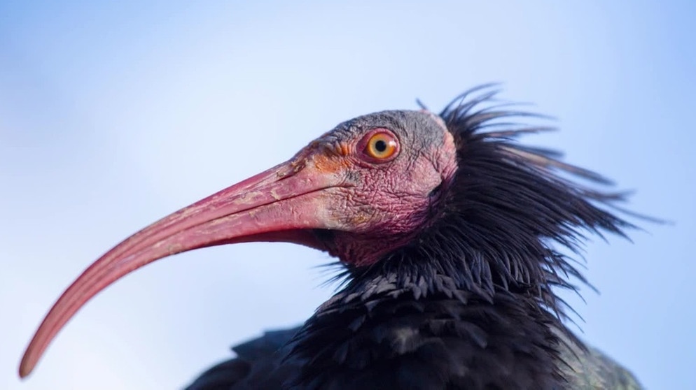 Ein Waldrapp in Nahaufnahme. Die Vögel waren fast ausgerottet und sind noch immer vom Aussterben bedroht. | Bild: Getty Images