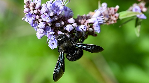 Eine Blaue Holzbiene auf Mönchspfeffer-Blüten | Bild: picture alliance/dpa/dpa-Zentralbild | Jens Kalaene