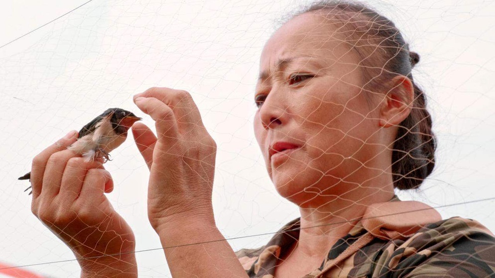 Eine Frau befreit einen Vogel aus einem Netz. Die Dokumentation "Artenretter" zeigt das Artensterben weltweit. | Bild: NDR/Doclights GmbH