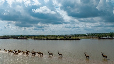 Hirsche, auch Milus genannt, waten durch einen Fluss in einem Naturschutzgebiet. Zur Bewahrung der Natur sollen 30 Prozent von Land und Meer unter Schutz gestellt werden.  | Bild: picture-alliance/dpa
