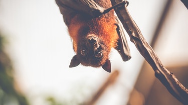 Eine Fledermaus hängt kopfüber an einem Ast. Auch Fledermäuse sind vom Aussterben bedroht. | Bild: colourbox.com