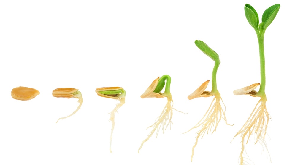 Illustration: Eine Kürbispflanze in sechs Entwicklungsstadien vom Kern zur Pflanze. Pflanzenökologie forscht über die Folgen des Klimawandels für die Biodiversität. | Bild: colourbox.com