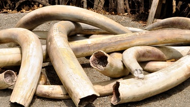 Stößzähne von Elefanten liegen aufeinander. Die Wilderei macht Elefanten und der Biodiversität in Afrika Probleme. | Bild: colourbox.com