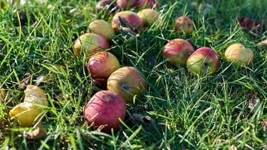 Äpfel liegen verstreut unter einem Baum: Streuobstwiesen beherbergen mehr als 5.000 Arten. Deshalb sind sie wichtig für die Biodiversität und den Artenschutz.  | Bild: colourbox.com