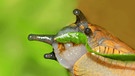 Eine Schnecke in Nahaufnahme. Spanische Wildschnecken bedrohen Waldpflanzen. | Bild: picture-alliance/dpa