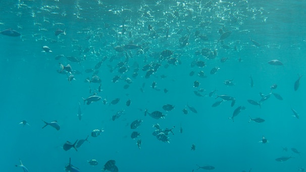 Ein Fischschwarm unter Wasser. Meerestiere werden immer stärker von Geräuschen durch menschliche Aktivitäten gestört.  | Bild: colourbox.com