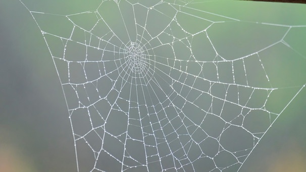 Ein Spinnennetz ohne Spinnen. Gerade unter den Insekten gibt es auch in Deutschland noch viele unentdeckte und unbekannte Arten. | Bild: colourbox.com