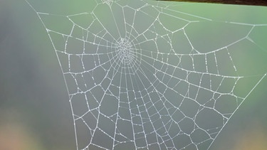 Ein Spinnennetz ohne Spinnen. Gerade unter den Insekten gibt es auch in Deutschland noch viele unentdeckte und unbekannte Arten. | Bild: colourbox.com