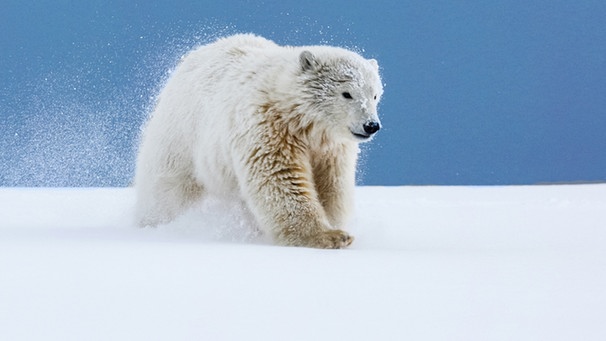 Ein Eisbeer läuft durch eine Schneelandschaft. Die Eisbären sind durch den Klimawandel vom Aussterben bedroht. | Bild: picture-alliance/dpa